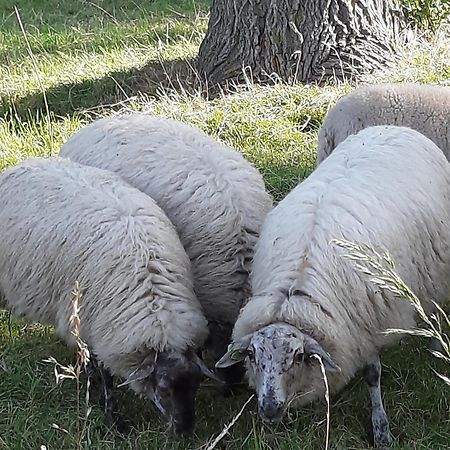 Tuinhuis Lutjewinkel Buitenkant foto