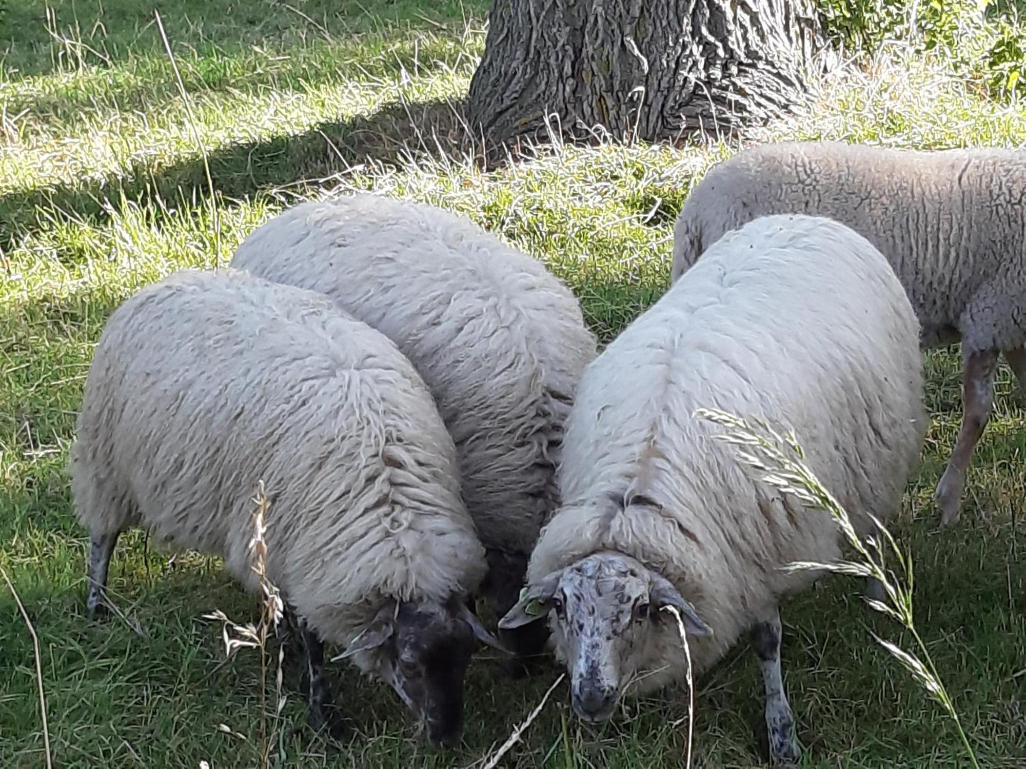 Tuinhuis Lutjewinkel Buitenkant foto