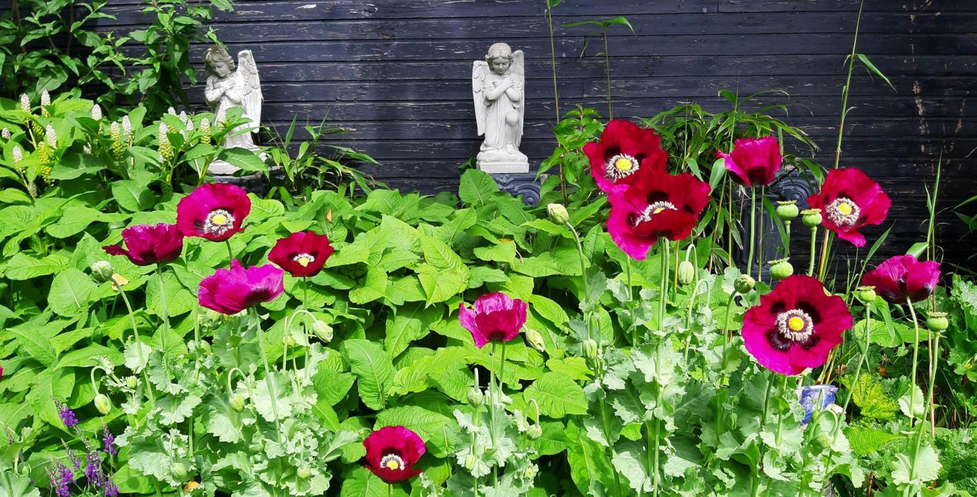 Tuinhuis Lutjewinkel Buitenkant foto